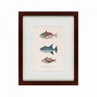 картина: tropical fish, 1830 в Екатеринбурге