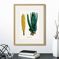 картина: botany illustration №1, 1836г. в Екатеринбурге