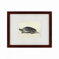 картина: a hand-painted illustration of a burmese roofed turtle, 1873 в Екатеринбурге