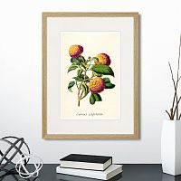 картина: botany illustration №22, 1836г. в Екатеринбурге
