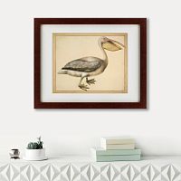 картина: a european pelican, 1635г. в Екатеринбурге