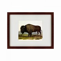 картина: american bison, 1845 в Екатеринбурге