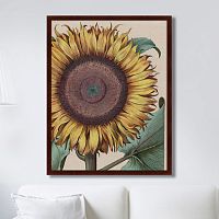 картина: large sunflower (flos solis maior), 1713г. в Екатеринбурге