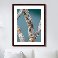 картина: trees on the galapagos islands, ecuador no3 в Екатеринбурге