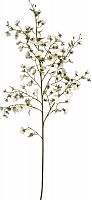 декор oncidium orchid в Екатеринбурге