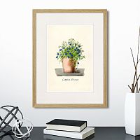 картина: botany illustration №9, 1836г. в Екатеринбурге