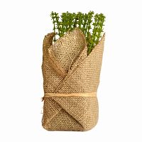 растение декоративное potted herb polini в Екатеринбурге