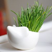 набор для выращивания eco ёжик в Екатеринбурге