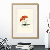 картина: botany illustration №5, 1836г. в Екатеринбурге