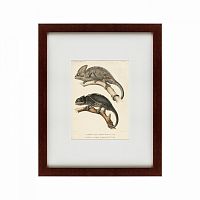 картина: des reptiles, 1705 в Екатеринбурге