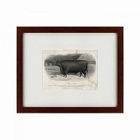 картина: a devon steer, 1869 в Екатеринбурге