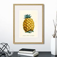 картина: botany illustration №17, 1836г. в Екатеринбурге