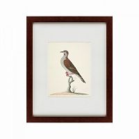 картина: the brown bird в Екатеринбурге