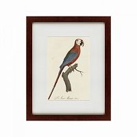 картина: ara macao (scarlet macaw), 1801 в Екатеринбурге