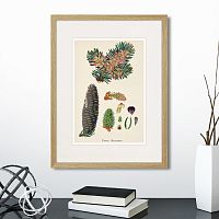 картина: botany illustration №2, 1836г. в Екатеринбурге