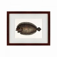 картина: sole fish, 1722 в Екатеринбурге