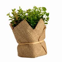 растение декоративное potted herb kolina в Екатеринбурге