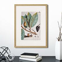 картина: exotic plants of the world №5, 1815 (ii) в Екатеринбурге