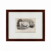 картина: a short horned bull, 1849 в Екатеринбурге