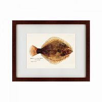 картина: southern pacific fish illustration, 1850 в Екатеринбурге