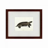 картина: a hand-painted illustration of an arakan forest turtle, 1872 в Екатеринбурге
