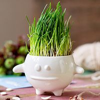 набор для выращивания eco кру в Екатеринбурге