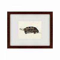 картина: a hand-painted illustration of an elongated tortoise, 1873 в Екатеринбурге