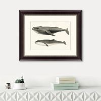 картина: humpback whale (megaptera versabilis), 1859 в Екатеринбурге