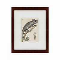 картина: chameleon, 1706 в Екатеринбурге