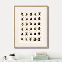 картина: assorted beetles №2, 1735г. в Екатеринбурге