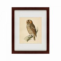 картина: brown owl, 1760 в Екатеринбурге
