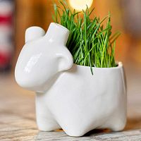 набор для выращивания eco овечка в Екатеринбурге