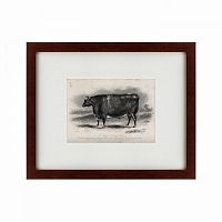 картина: a short horned steer, 1849 в Екатеринбурге
