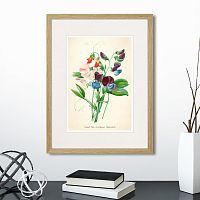 картина: botany illustration №4, 1836г. в Екатеринбурге