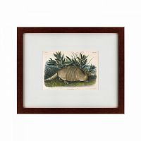 картина: armadillo (dasypus peba), 1848 в Екатеринбурге