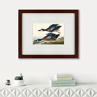 картина: blue-winged teal, 1836 в Екатеринбурге