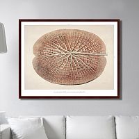 картина: leaf of a gigantic water lily, 1870г. в Екатеринбурге