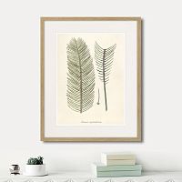 картина: fragmenta botanica №9, 1809г. в Екатеринбурге